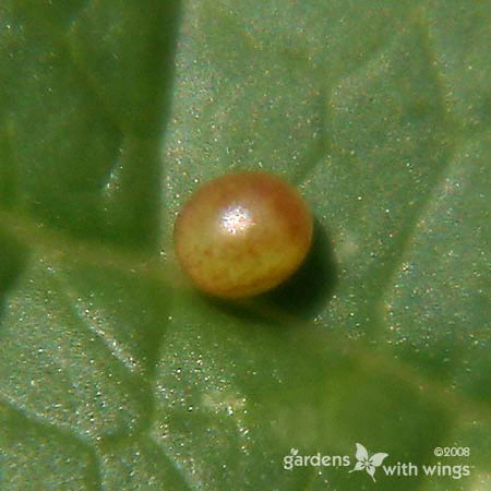 round and yellow round butterfly egg