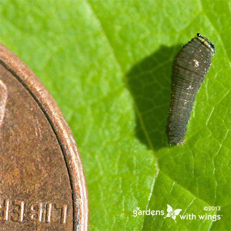 butterfly larva compared to a penny