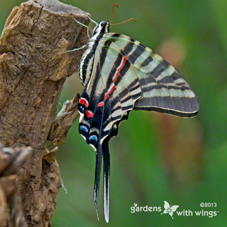 side view of a butterfly with black, white, and red stripes
