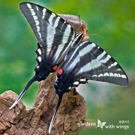 gorgeous long tailed butterfly that resembles a zebra